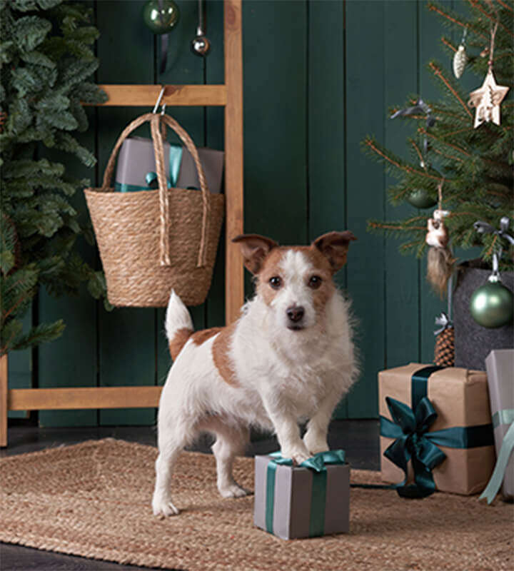 geschenke fuer tiere 360x400